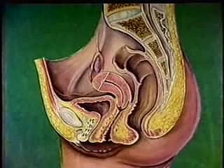 Feminino anatomia attain trato reprodutivo