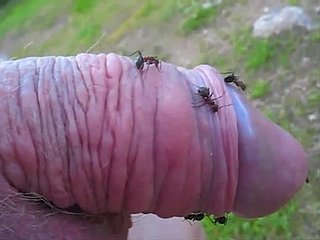 Perverse kerel steekt zijn kleine pik surrounding een mierenhoop en geniet ervan